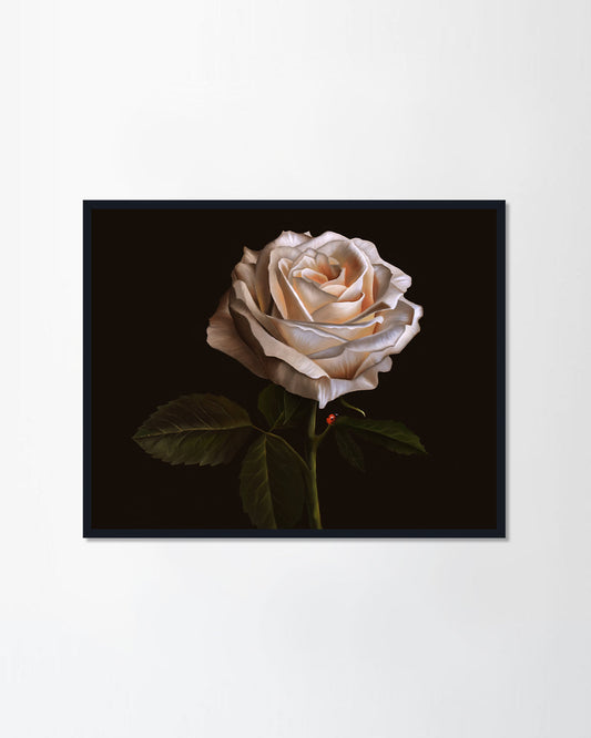 White Rose Flower