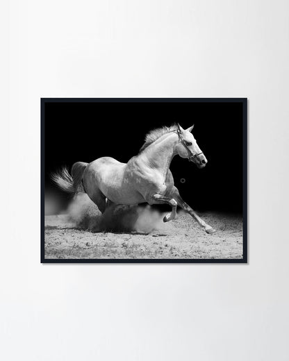 White stallion on black