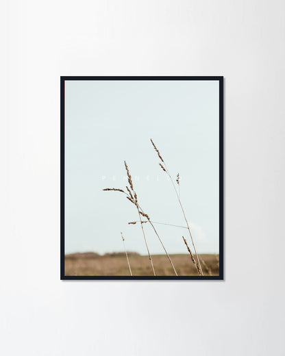 Bluegrass stalks