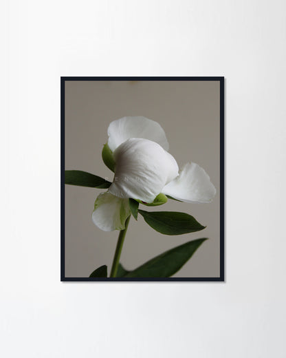 Fresh peony flower