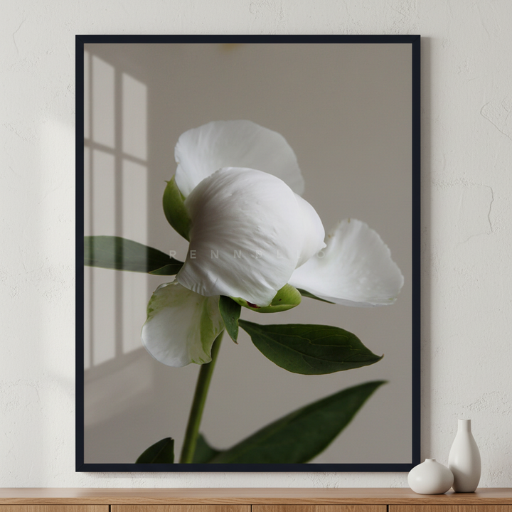 Fresh peony flower ภาพติดผังสไตล์สแกนดิเนเวีย สำหรับตกแต่งบ้านและคอนโด พร้อมกรอบคุณภาพ