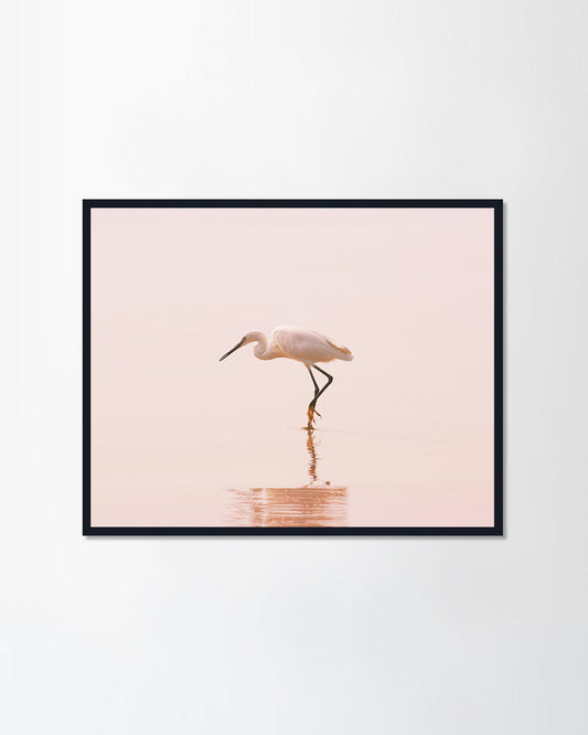 Flamingo Lover II