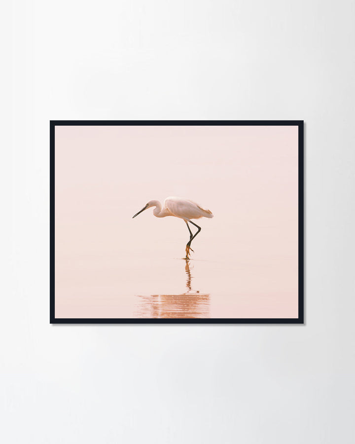 Flamingo Lover II