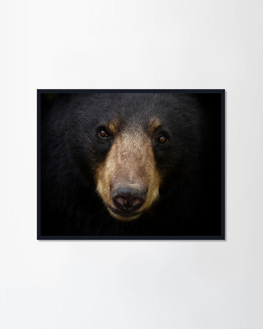 Bear face