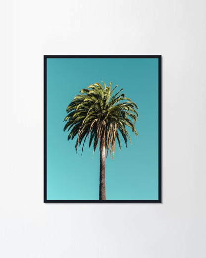 Plam tree