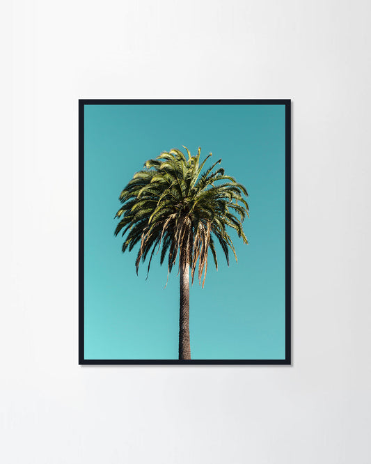 Plam tree