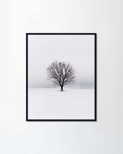 White Series