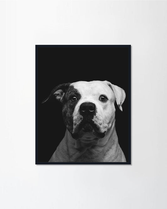 Pitbull