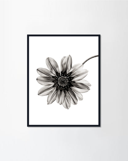 Black & White Series