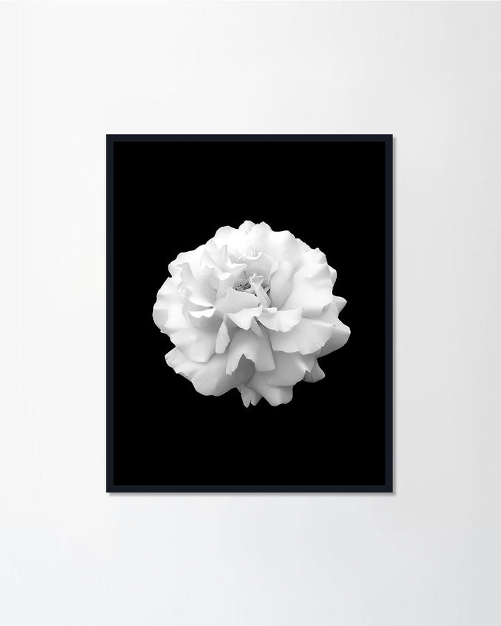 Black & White Series II