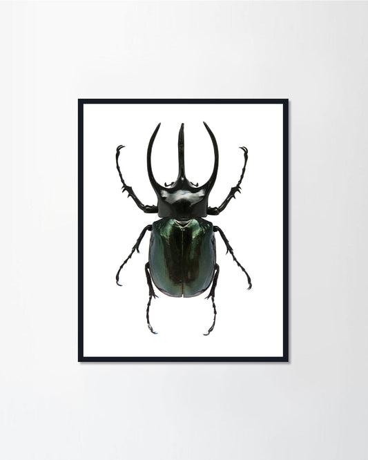 Red palm weevil