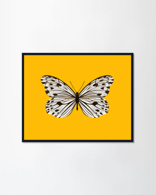 a white butterfly