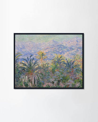 Palm Trees