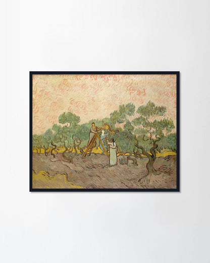 Picking Olives