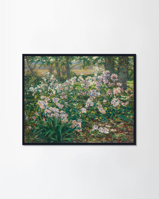 WINDFLOWERS