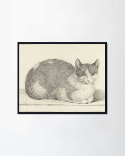 Sitting Cat