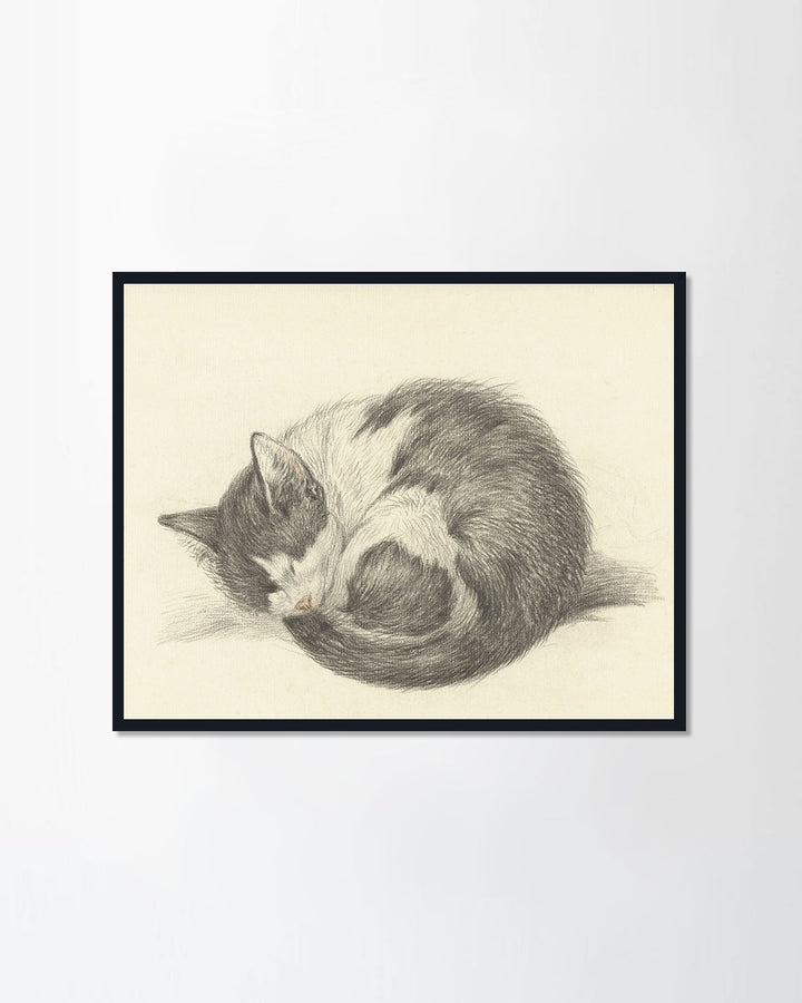 Sleeping Cat