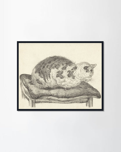 Sleeping Cat II