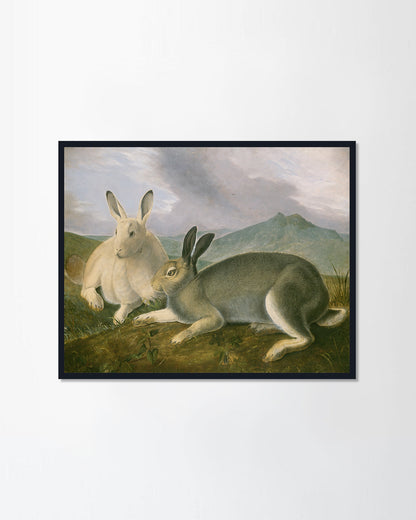 Arctic Hare