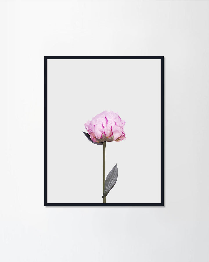 Peony