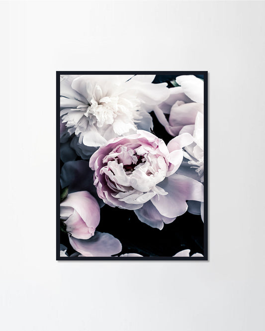 Peony Flowers