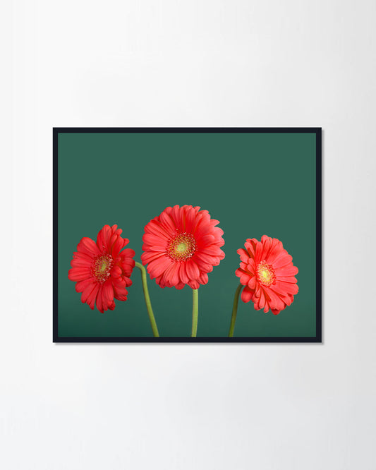 Daisy Flowers