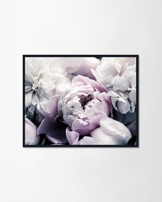 Pastel Peony