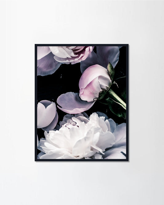 Peony Flowers