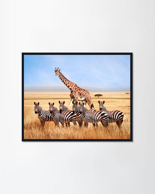 Wildlife of Africa