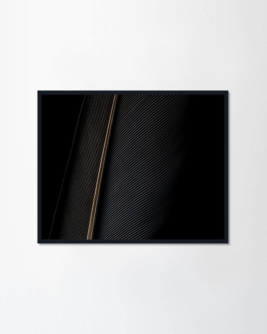 a piece of bird feathers