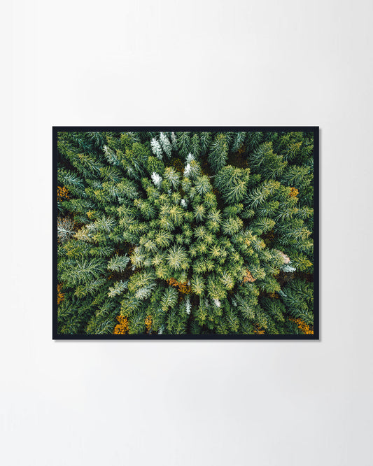 Pine woods