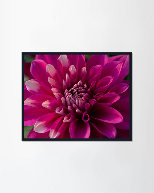 Dahlia Flower
