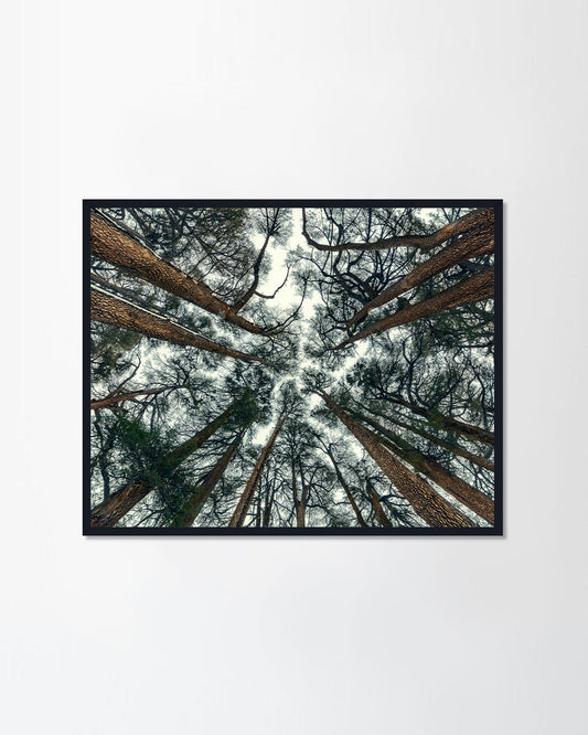 Cedars trees