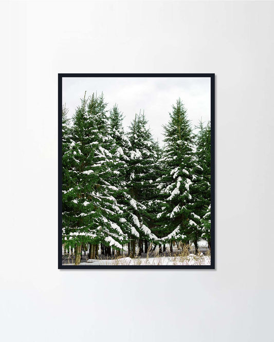Coniferous Forest