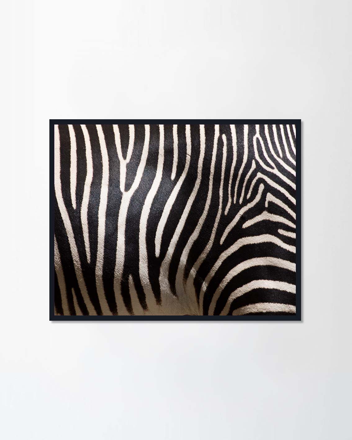 Stripes on zebra fur