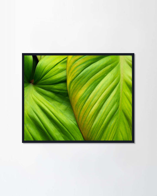 Tropical Nature