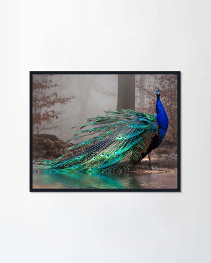 The elegant peacock