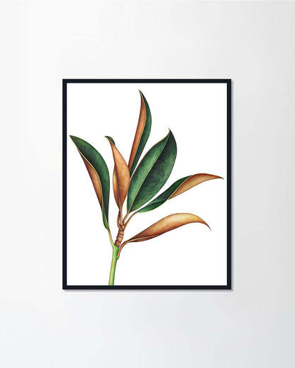 Magnolia branch