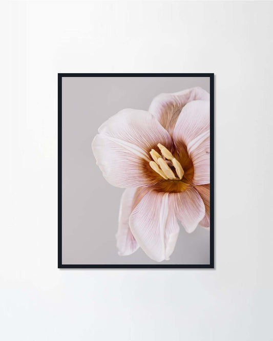 Brownie tulip flower