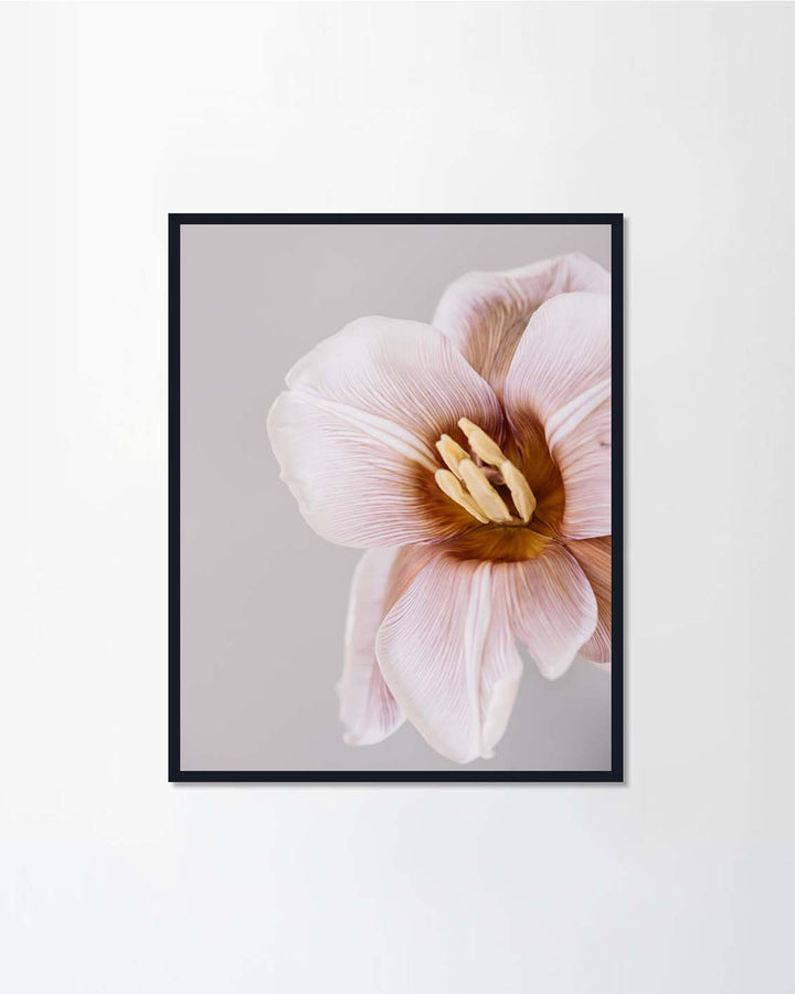 Brownie tulip flower