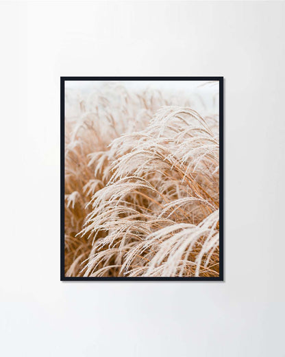Pampas grass I