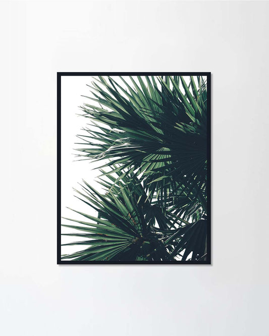 Palm leaves