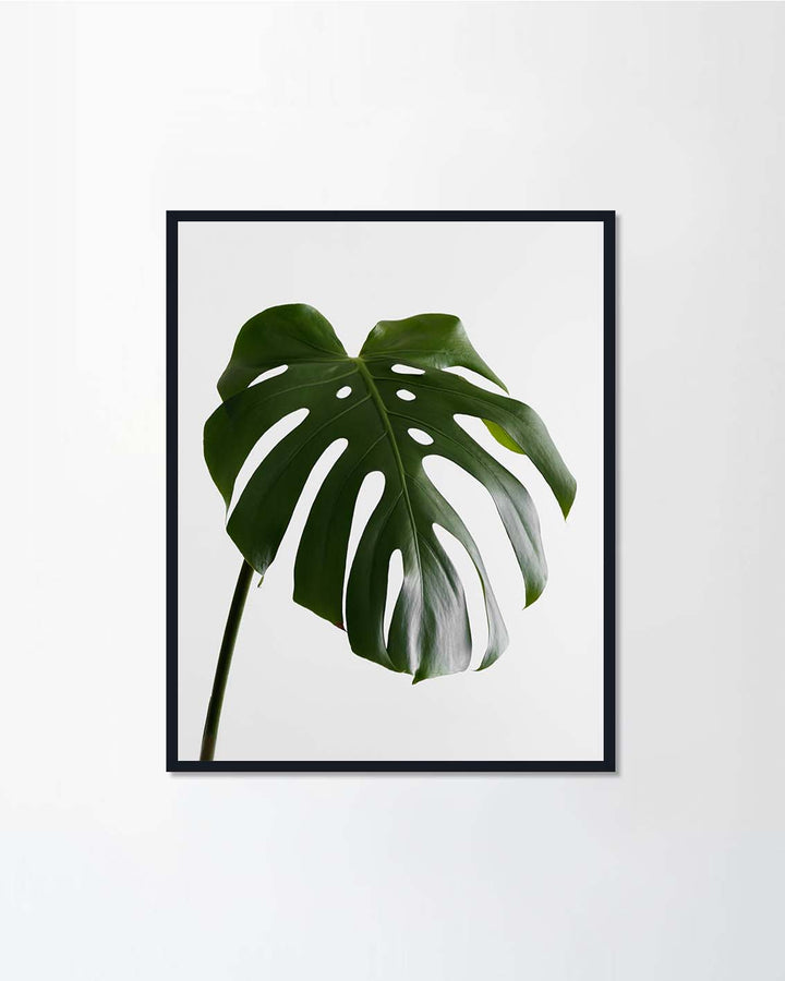 Monstera plant leaf