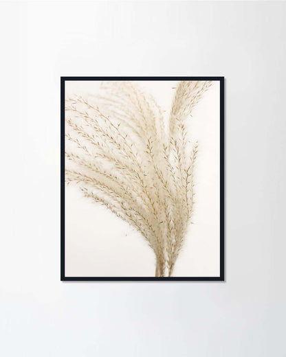 Pampas Grass G