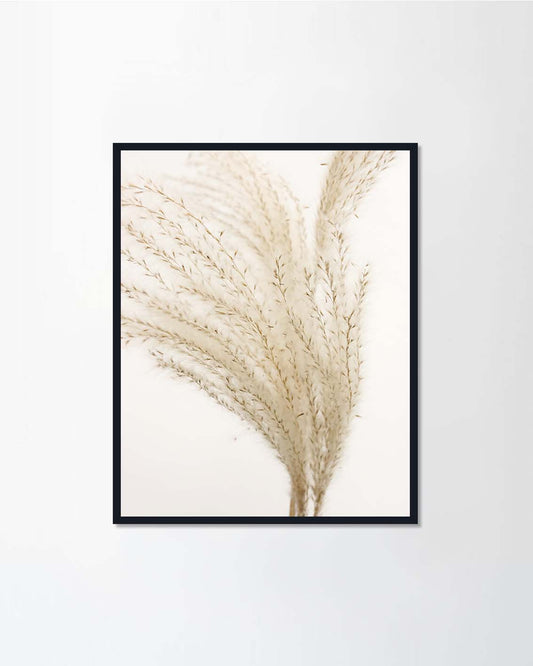 Pampas Grass