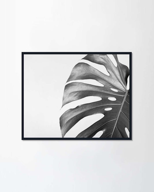 Monstera leaf
