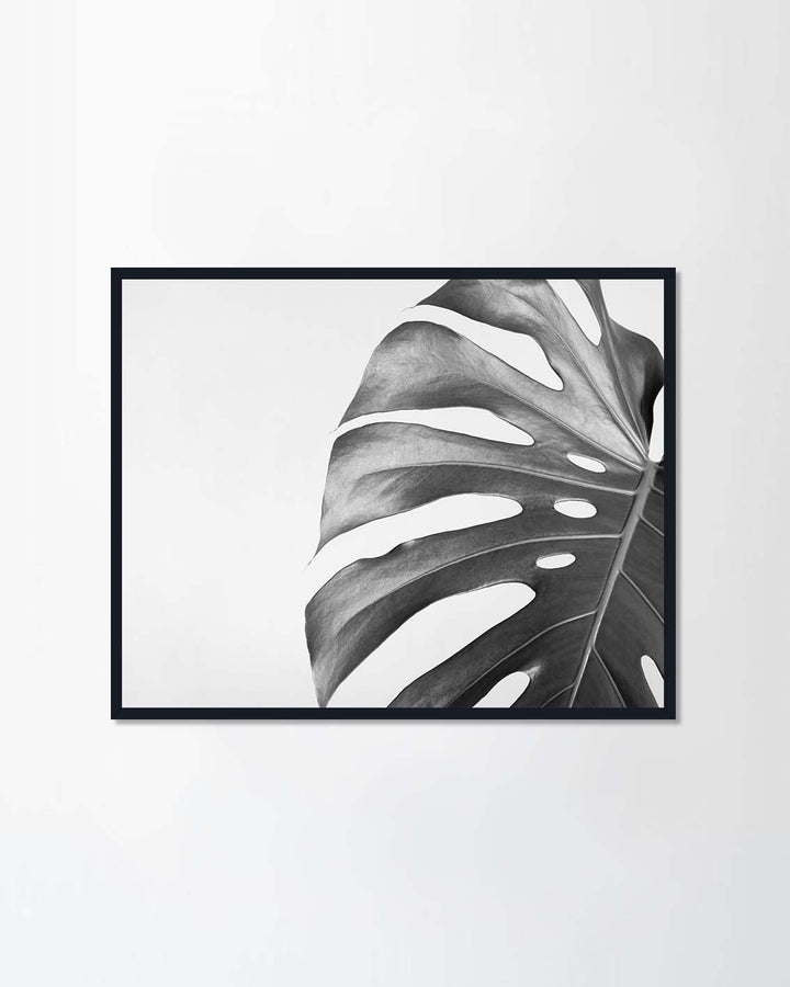 Monstera leaf