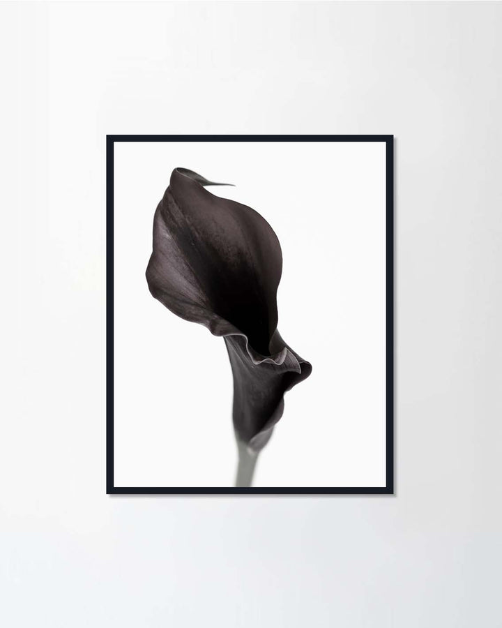 Calla lily flower