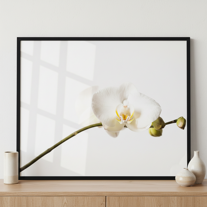 White orchid flower