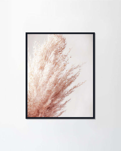 Pampas grass